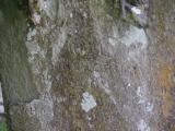 image of grave number 971567